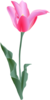 Pink Tulip Clip Art